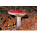 Мицелий Сыроежки красивой  / Сыроежка розовая (Russula bella)